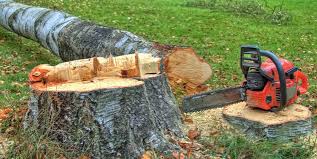 How Our Tree Care Process Works  in  Hawthorn Woods, IL