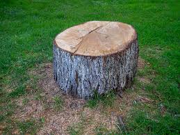 Best Tree and Shrub Care  in Hawthorn Woods, IL