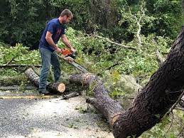 Best Organic Lawn Care Solutions  in Hawthorn Woods, IL