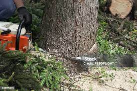 Best Lawn Pest Prevention  in Hawthorn Woods, IL