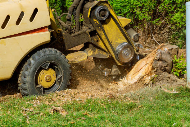 Best Grass Overseeding  in Hawthorn Woods, IL