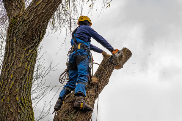 Best Firewood Processing and Delivery  in Hawthorn Woods, IL