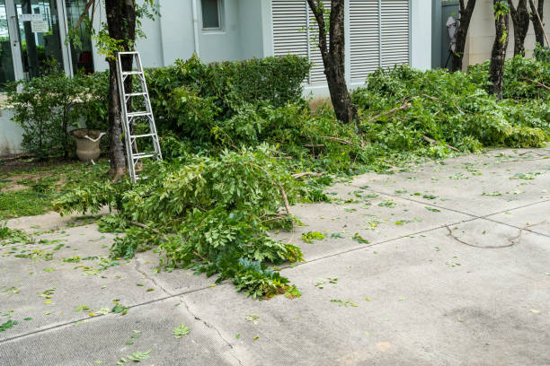 Trusted Hawthorn Woods, IL Tree Services Experts