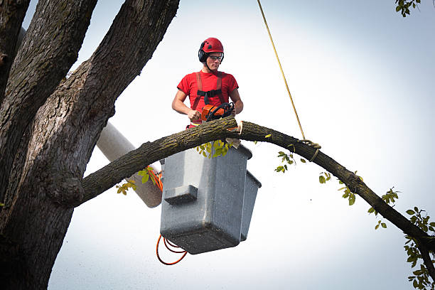Best Stump Grinding and Removal  in Hawthorn Woods, IL